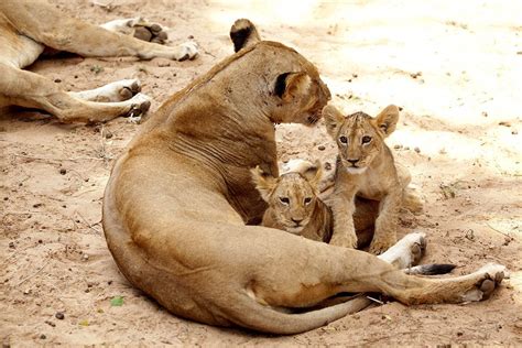 Best Time To Visit Kenya On Safari [Examining All Seasons]