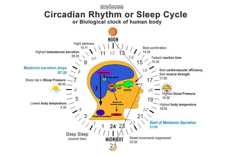 circadian-cycle-sleep-biohacking - DoBioHacking