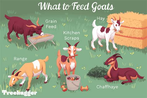 How to Feed and Tend Goats on Small Farms