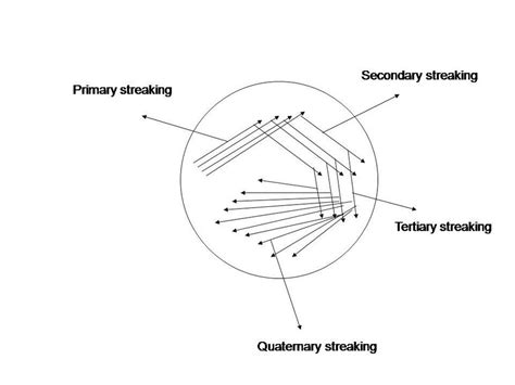 Pattern of streaking for obtaining pure cultures | Download Scientific Diagram