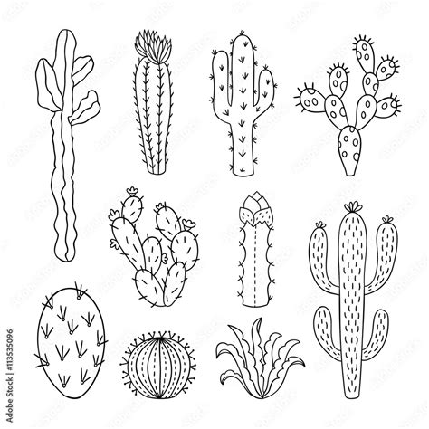 Cactus outline vector illustrations. Succulents plants doodle clipart ...