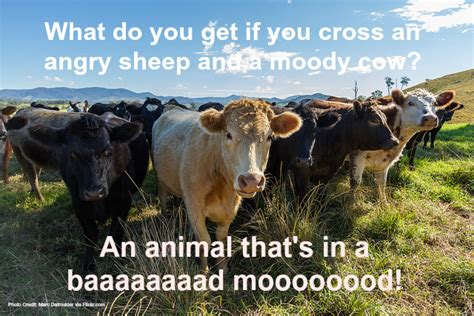 23 Funny Farm Animal Jokes That Will Make You Laugh Out Loud - Fill Your Plate Blog