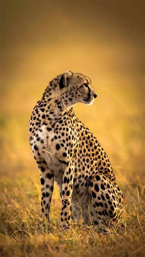 a cheetah sitting in the grass looking at something