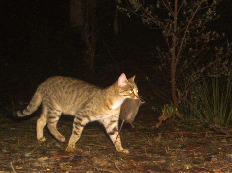 Cameras may help protect Tassie wildlife | Dairy News Australia