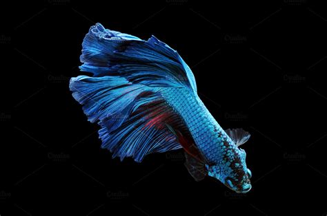 Betta fish, Siamese Fighting Fish, | High-Quality Animal Stock Photos ~ Creative Market