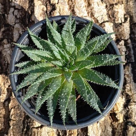 Aloe Aristata For Sale, Buy Aloe Aristata Plant Online