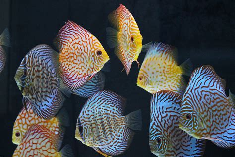 Tropical Fish Manufacturers & Suppliers - Tropical Fish Catalog - PetsGlobal.com