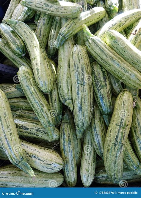 Zucchini Fruit Vegetables Freshness Vegetarian Stock Photo - Image of freshness, healthy: 178283776