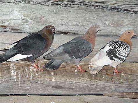 Nuremberg Lark Pigeon Pictures ~ ENCYCLOPEDIA OF PIGEON BREEDS