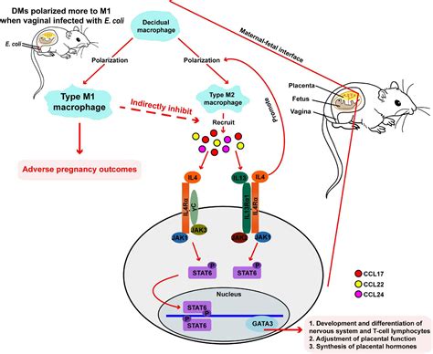 Frontiers | Aerobic Vaginitis Induced by Escherichia coli Infection During Pregnancy Can Result ...