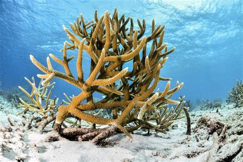 22 Incredible Types of Coral (Plus Photos, Fun Facts & More) - Outforia