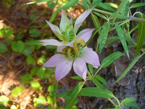 Monarda punctata (Bee Balm, Dotted Beebalm, Horsemint, Spotted Beebalm, Spotted Horsemint ...