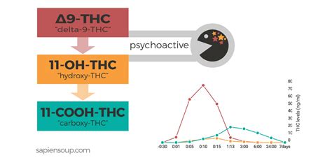 Human Metabolism of THC – Sapiensoup Blog