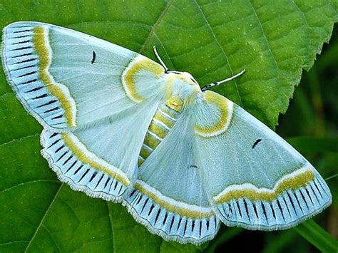 Beautiful moth | Moth, Beautiful bugs, Butterfly