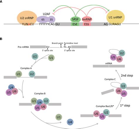 Schematic representation of spliceosome assembly. (A) Complex E... | Download Scientific Diagram