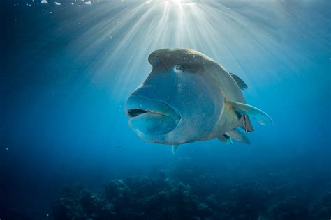 great-barrier-reef-diving-maori-wrasse | Great Barrier Reef Tours Cairns