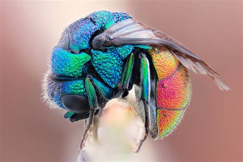 Rainbow Fly : r/pics