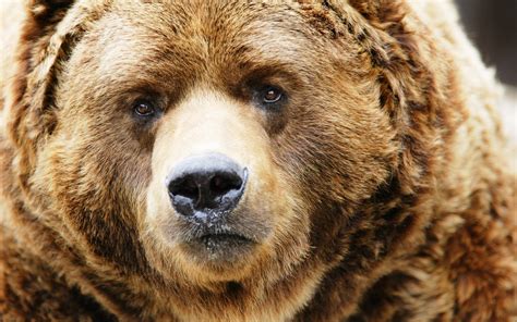 Brown bear face close-up, nose, eyes wallpaper | animals | Wallpaper Better