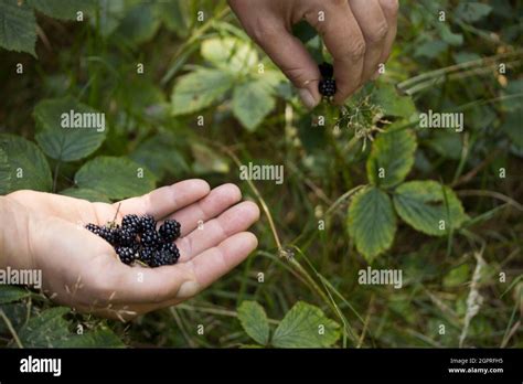 harvesting blueberry in the nature Stock Photo - Alamy