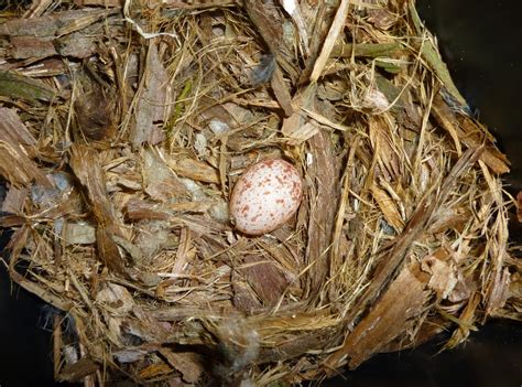 From Bluebirds to Turtles: A Brown-headed Nuthatch Nest