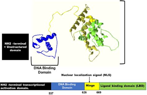 The Structure of the Androgen Receptor. The Androgen receptor consists ...