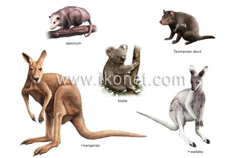 Marsupials Mammals Examples