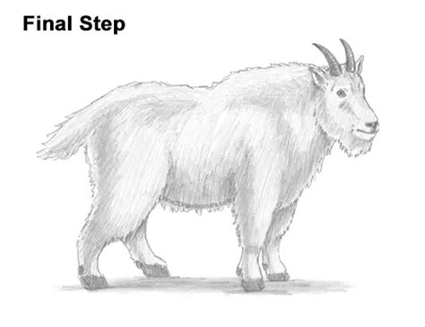 How to Draw a Mountain Goat VIDEO & Step-by-Step Pictures