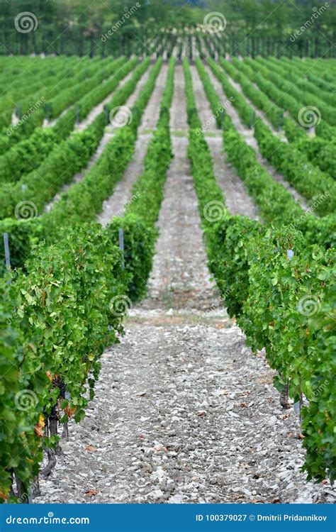 Beautiful and Green Grape Fields Near the Mountains in Summer Stock Image - Image of vine ...