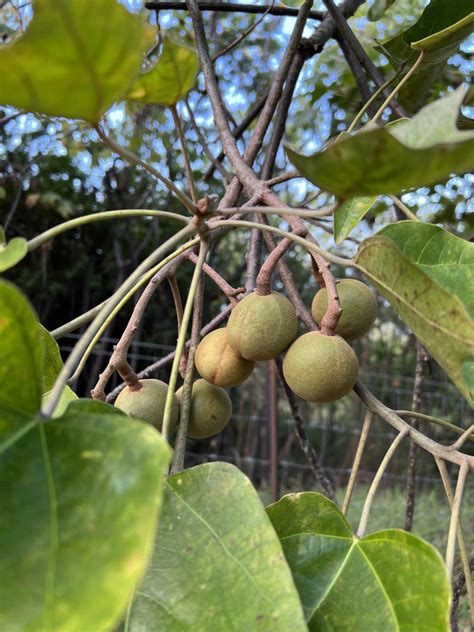 The Kukui Nut Tree: The State Tree of Hawaii - Horizon Guest House