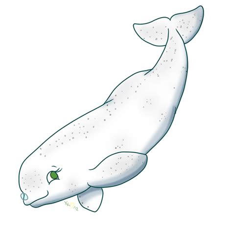 beluga whale - Clip Art Library