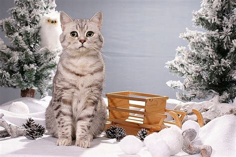 Cat in Winter, cute, cat, winter, HD wallpaper | Peakpx