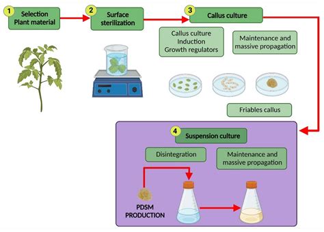 Plants | Free Full-Text | Engineering Considerations to Produce Bioactive Compounds from Plant ...