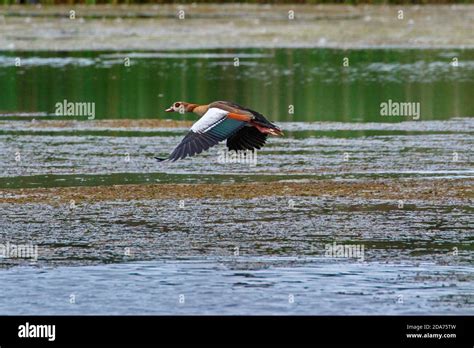 egyptian goose flying Stock Photo - Alamy