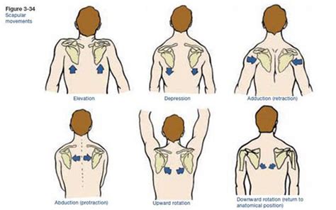 Scapulae | Muscles That Make It Move | ACE Blog