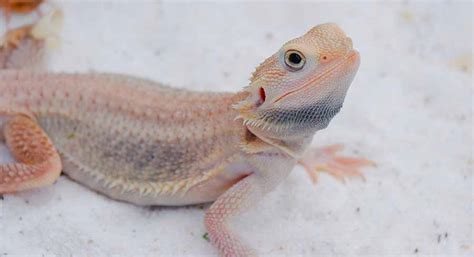 Albino Bearded Dragon - Does An Albino Morph Exist?