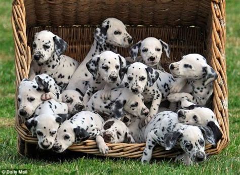 Pin by Vianey Romo De Vivar on Furry Paws | Dalmatian puppy, Baby animals, Puppies