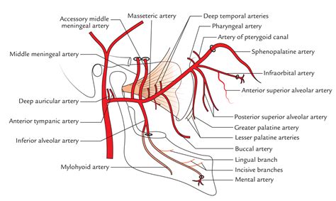 Maxillary Artery – Earth's Lab