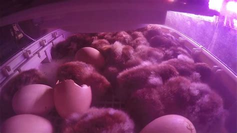 Baby Chickens hatching - Time lapse - Part 2 - YouTube