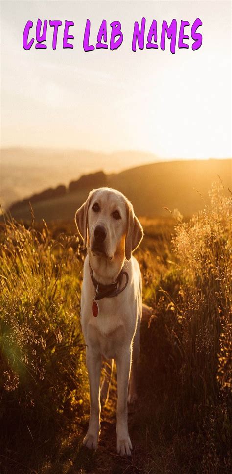 Best Dog Names for Labrador Retriever | Dog names, Best dog names, Dogs ...