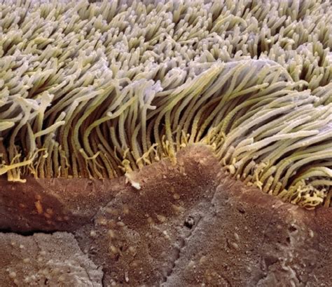 The Function and Cell Types of Epithelial Tissue