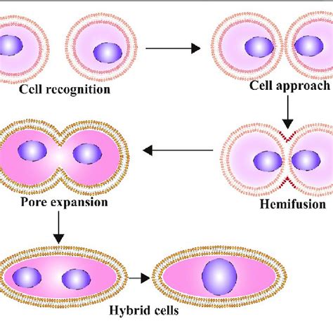 | Cell fusion and cancer progression. Cell fusion is a two-edge sword ...