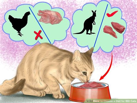 How to Choose a Diet for IBD Cats: 11 Steps (with Pictures)