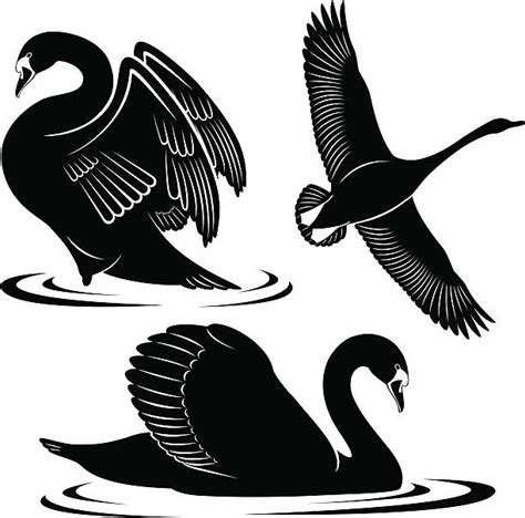 Flying Swan Silhouette Illustrations, Royalty-Free Vector Graphics & Clip Art - iStock