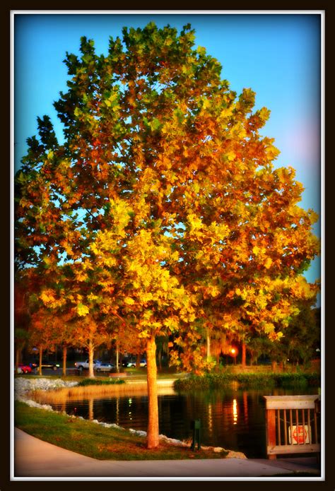 Autumn in Florida II | Fall colors, Florida, Autumn day