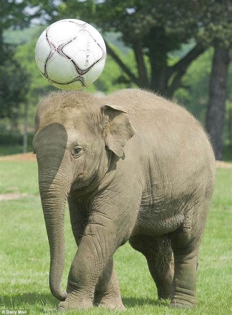 Euro 2012: Hilarious video shows elephant playing football | Daily Mail Online