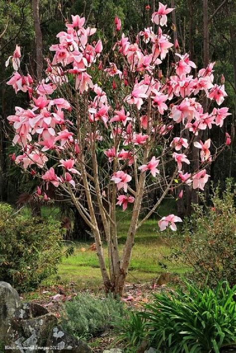 5 Bright Pink White Magnolia Seeds LILY FLOWER TREE Fragrant Tulip Magnol Liliiflora blossoms ...