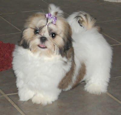 Cute Shih Tzu Puppies Photos ~ Cute Puppies Pictures, Puppy Photos