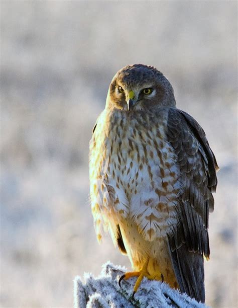 Northern Harrier, Vancouver Island, BC | Gohiking.ca