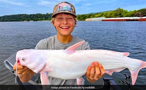 15-Year-Old Boy Catches "Incredibly Rare" All-White Catfish In US