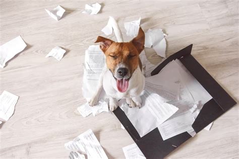 Why Does my Dog Eat Paper? » Petsoid